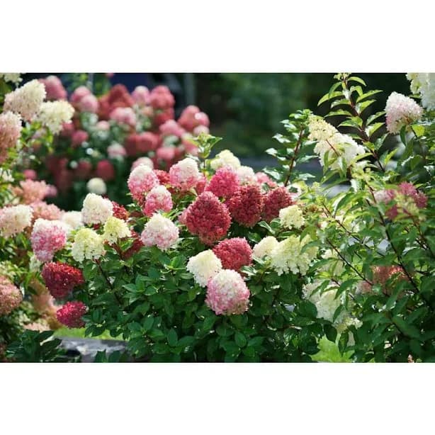 Little Lime Punch Panicle Hydrangea
