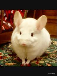 "White Chinchilla" Essential T-Shirt for Sale by shopismo | Redbubble