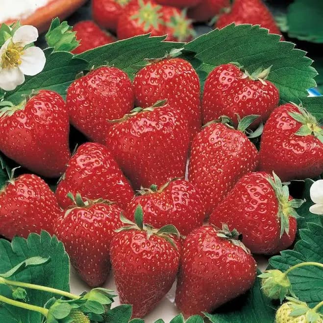 Surecrop Junebearing Strawberry Plant Premium Plants Zone 6-8