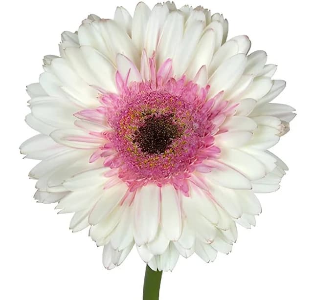 Gerber Daisy Flower