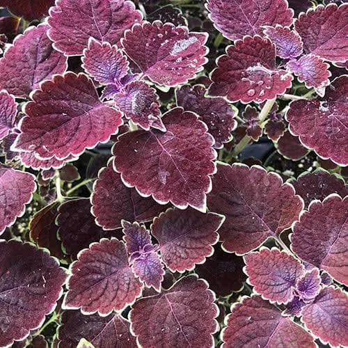 Coleus Trailing Rose 4”