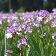Iris germanica 'Swept Off My Feet' | White Flower Farm
