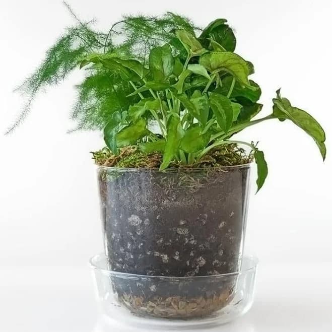 gardenuity Terrarium Desktop Garden