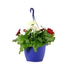 Expert Gardener Sun Red White Gerbera Daisy Combo Live Plants in Decorative Pot