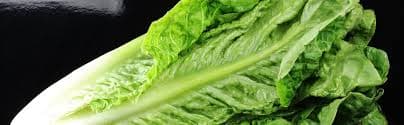Amazon.com : Gaea's Blessing Seeds - Lettuce Seeds (1500 Seeds) Romaine - Parris Island Cos Heirloom - Non-GMO Heirloom Seeds with Easy to Follow Planting Instructions - 92% Germination Rate : Patio, Lawn & Garden