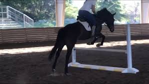 Rupert TYG | Warmblood Sales