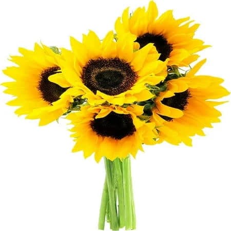 Kabloom Happy Days 5 Sunflower Bouquet with Vase