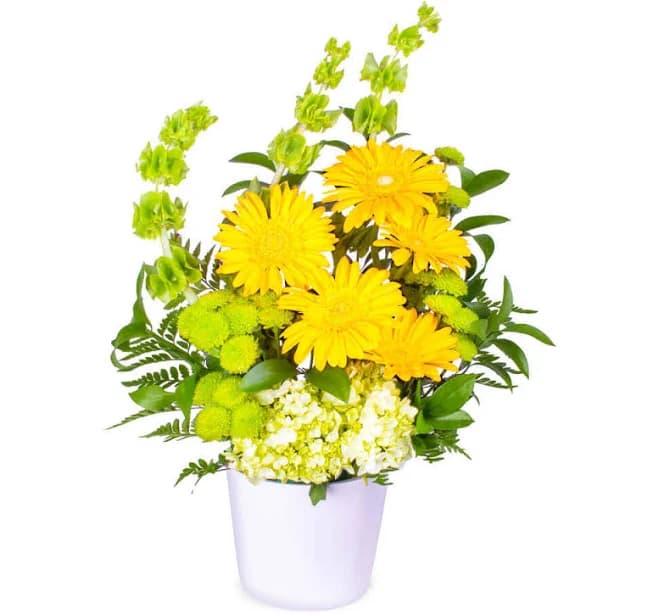 Yellow Gerbera Love