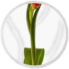 Single Red Tulip Art Print by Ann Garrett - Ann Garrett