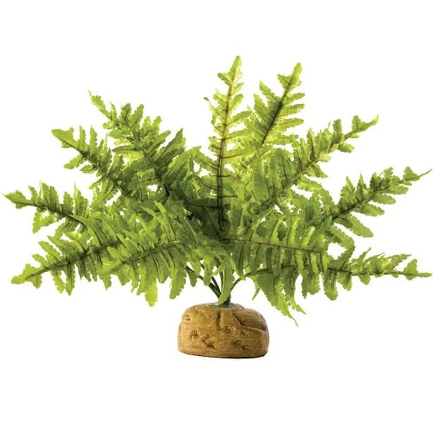 Exo Terra Boston Fern Terrarium Plant