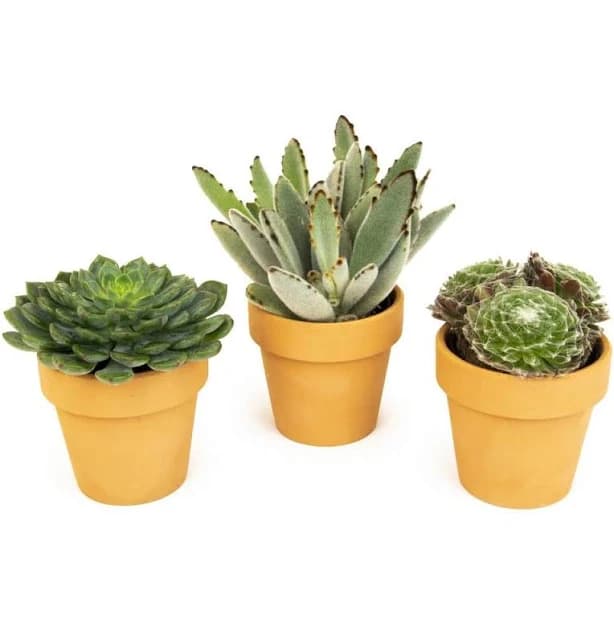 Altman Plants Succulent Live Plants 3 Pack with Clay Pots