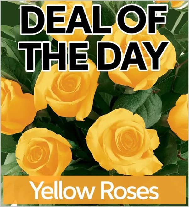 Flowers | Same Day Flower Delivery | Yellow Roses | Send Flowers