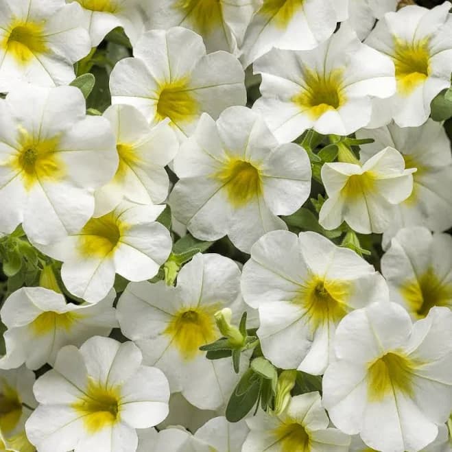 Proven Winners Superbells Over Easy Calibrachoa