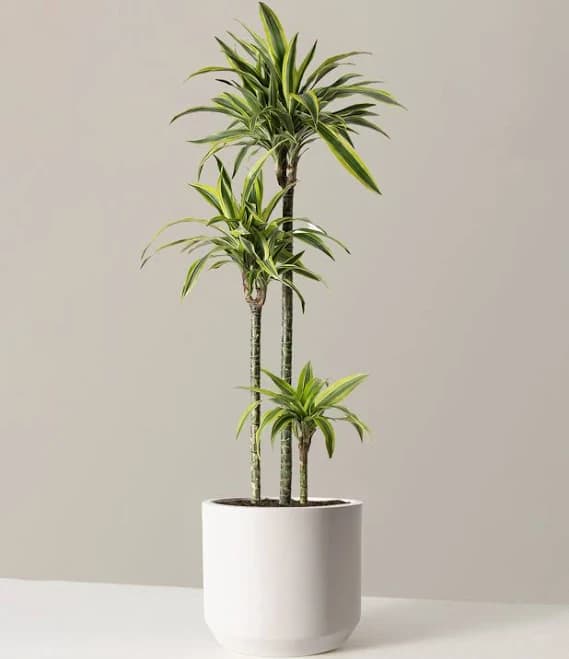American Plant Exchange Dracaena Lemon Lime – 3-Gallon with Pot – Live Indoor/Outdoor Air Purifying Plant, Vibrant Green Foliage for Home, Office, or Patio Decor