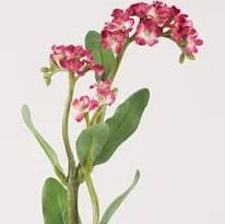 Fuchsia Artificial Forget Me Nots Stem