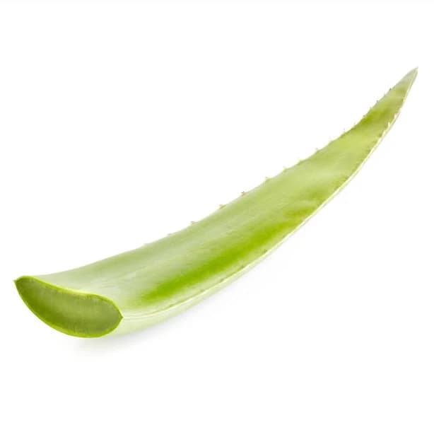 Melissa's Aloe Vera Fresh Aloe Leaf