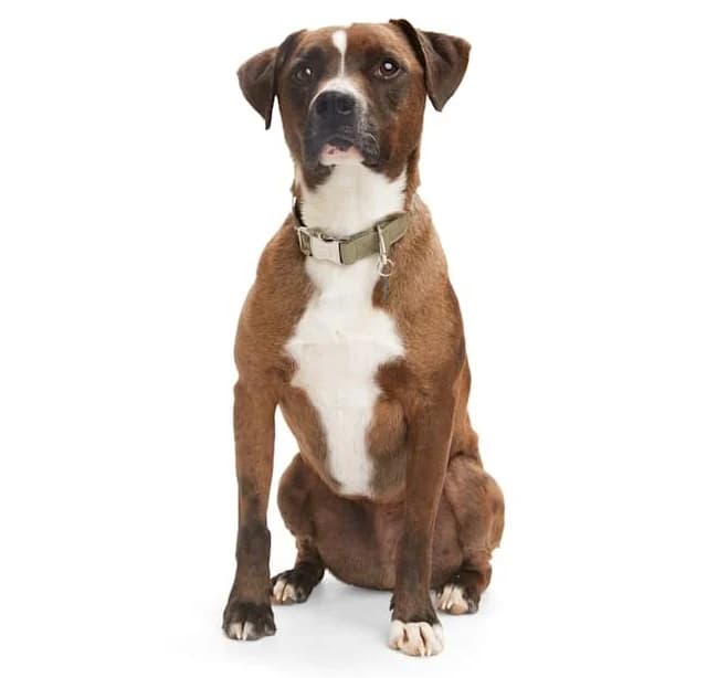 Reddy Green Camo Dog Collar