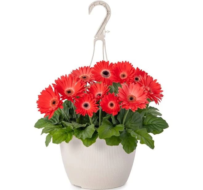 Metrolina Greenhouses Red Gerbera daisy in 1.5 Gallon Hanging basket 1 -Pack 4772