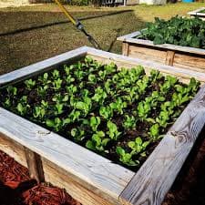 3' x 3' x 10in "Ready To Plant" Food Garden (Installed) — Flint River Fresh