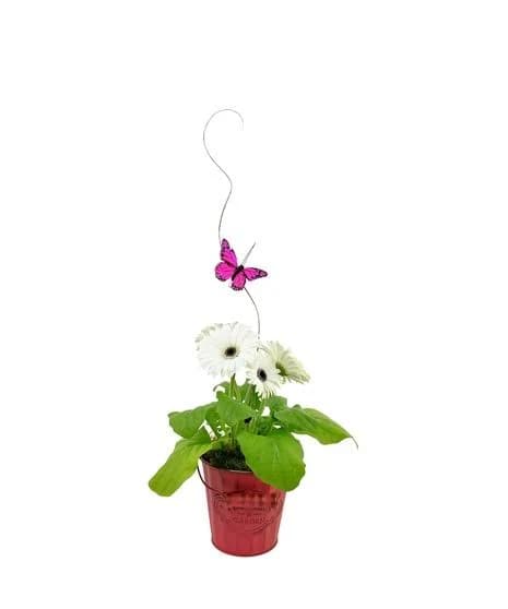 Spring Blooms - Standard - Gerbera Daisy