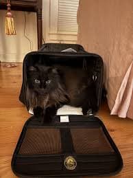 Discontinued - SHERPA Original Deluxe Airline-Approved Dog & Cat Carrier Bag, Black, Large - Chewy.com