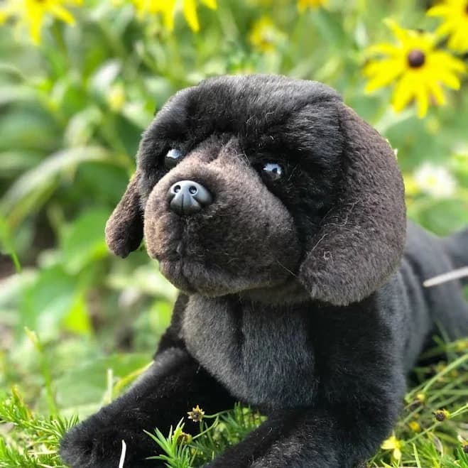 Auswella Cole Floppy Labrador Retriever