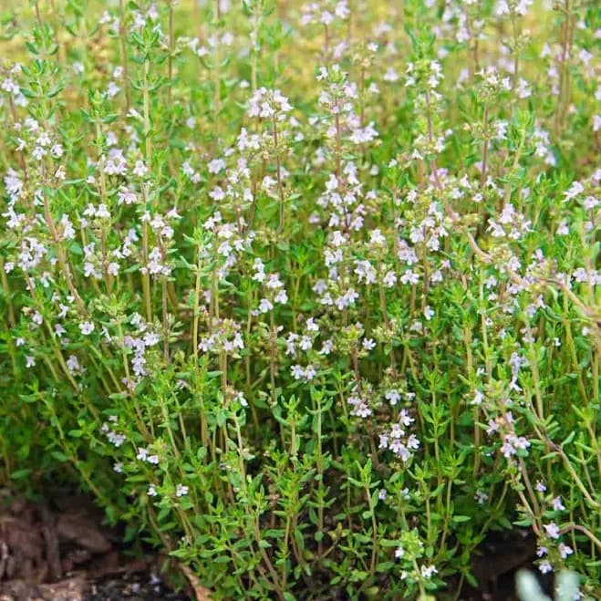 English Thyme 2" Pot for Zone 5-10