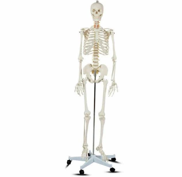 Costway Medical School Human Anatomy Class Life-Size Skeleton Model