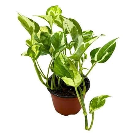 Njoy Pothos, 4 inch, Epipremnum aureum pinnatum Variegated House Plant, Green