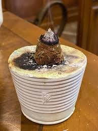Handmade Cinnamon and Rosemary Incense - Etsy Israel