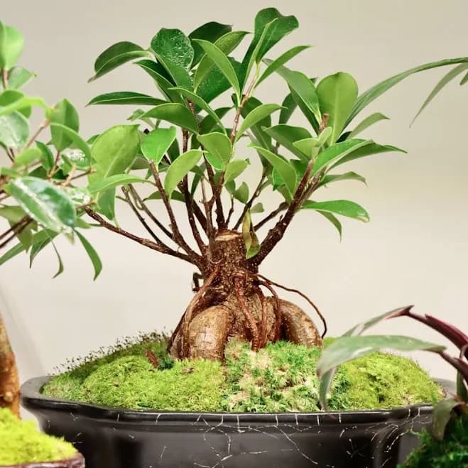 Ficus ginseng - Bonsai Tree in Ceramic Planter Large