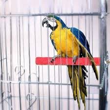 4 PCS Bird Perch Stand Toy Wood Parrot Perch Stand Platform Paw Grinding Stic... | eBay