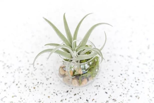 Bubble Bowl Air Plant Terrarium
