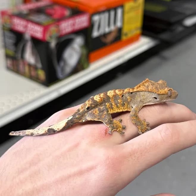 Crested Gecko - Assorted