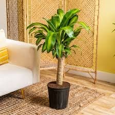 Costa Farms Easy Care Mass Cane House Plant in 10-in Pot CO.MC1B.1.MAR.PUR at Lowes.com