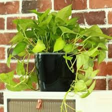 Amazon.com : Planterhoma 5 Inch Self Watering Pots for Indoor Plants, 6 Packs African Violet Pots with Indicator, Black Wick Pot with Drainage Holes, Self Watering Planters for Orchid, Devil's Ivy, Black :