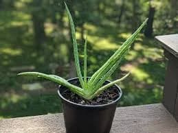 Aloe Vera (Aloe Barbadensis 'Miller') - Operation: Greenthumb — Operation: Greenthumb