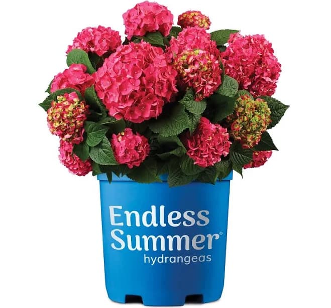 Endless Summer Summer Crush Hydrangea
