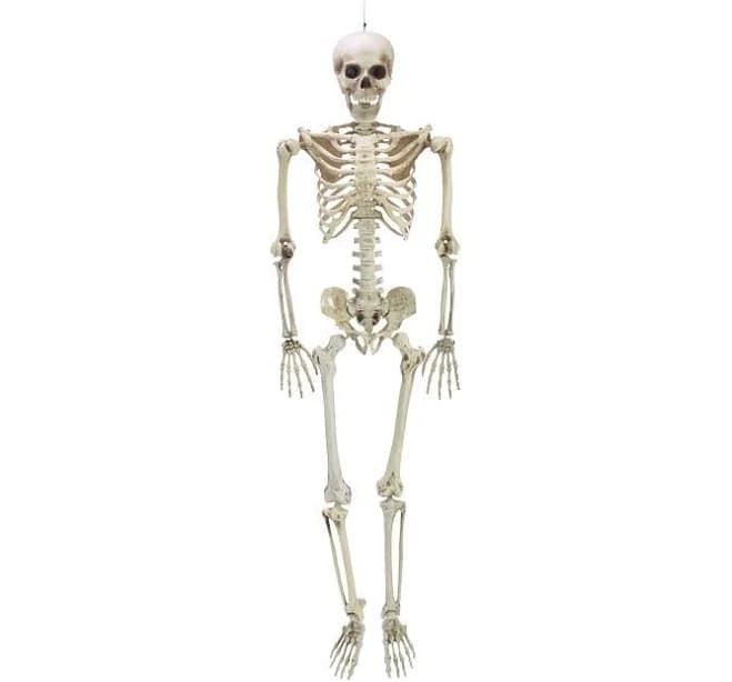 Lifesize Skeleton Decor