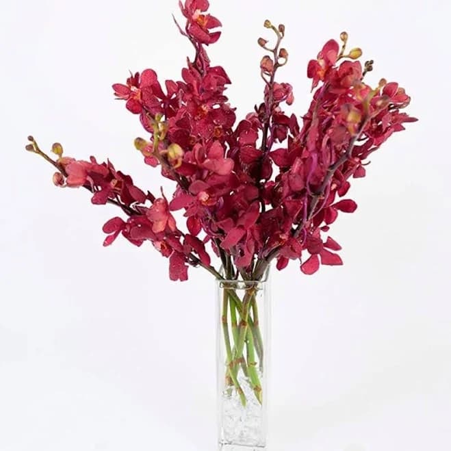 Large Orchid Bunch in Glass Vase