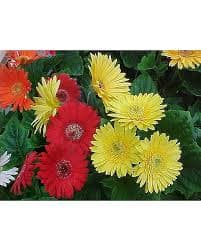 Gerbera in Somerset PA - Somerset Floral