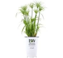 Proven Winner 6" Green 2.5qt Cypress Live Plant Pot