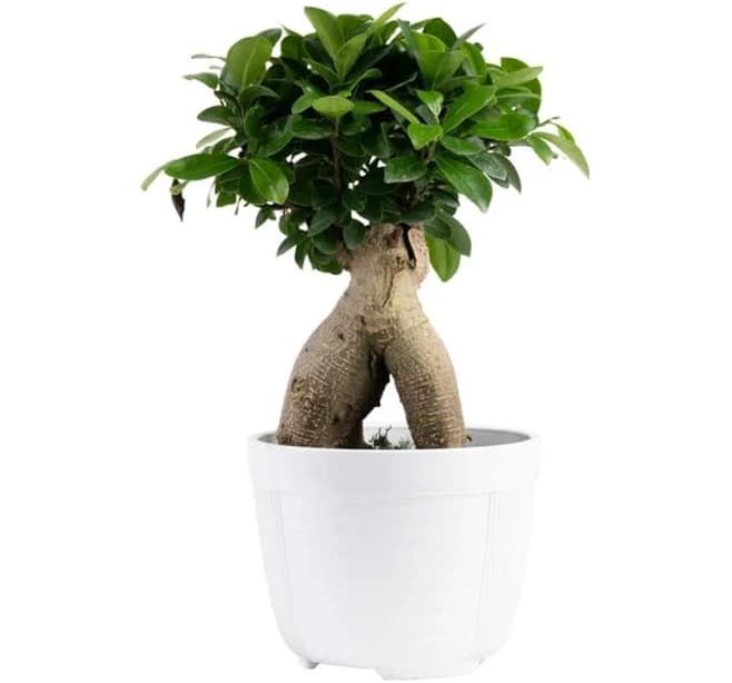 Costa Farms Ficus Bonsai Live Indoor Tabletop Plant