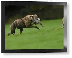 Greyhound Chases Hare in Ireland Print. Art Prints, Posters & Puzzles from Reuters