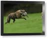 Video frame trigger
