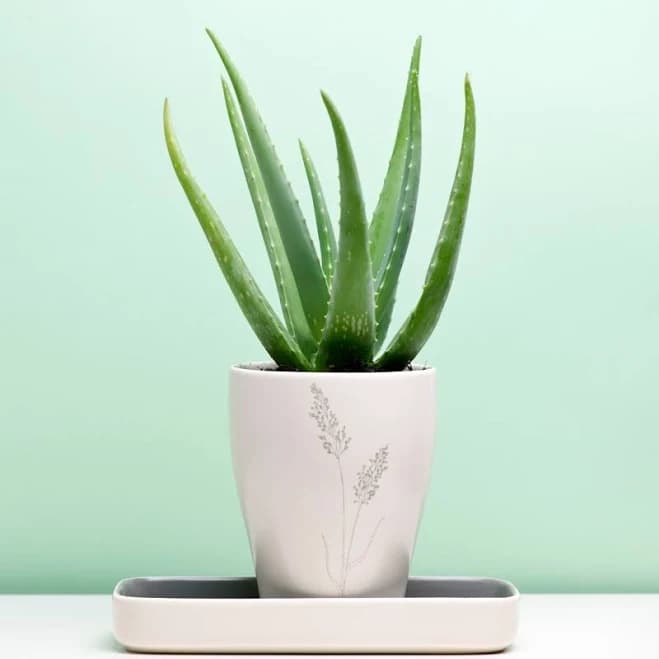 Aloe Vera Plant