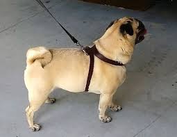 Monty's Biothane Dog Leash - Parry Harness & Tack