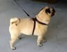 Video frame trigger