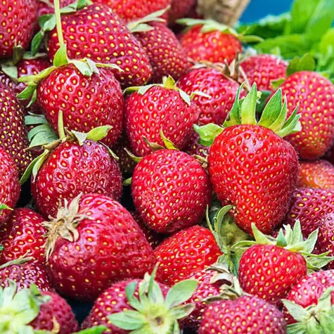 Honeoye Stawberry Dormant Bare Root Fruit Plants