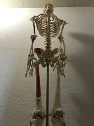Anatomy Skeleton (Bonehead Bob) for Sale in Santa Ana, CA - OfferUp